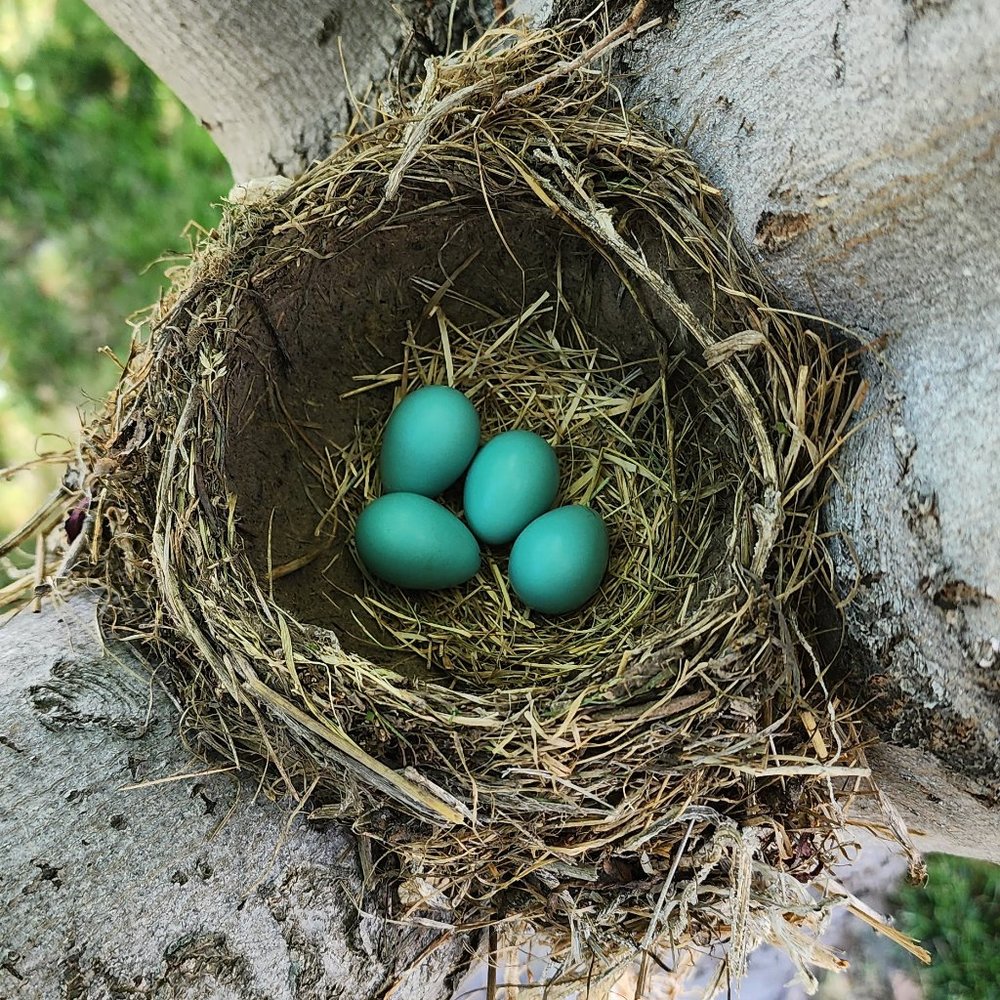 Meet your Posher, Umpqua